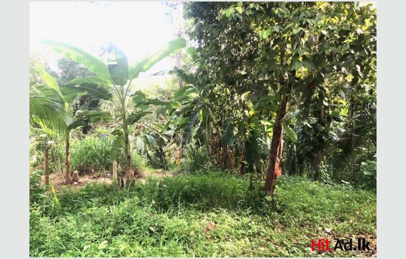 Highly Residential Land In The Heart Of Kegalle