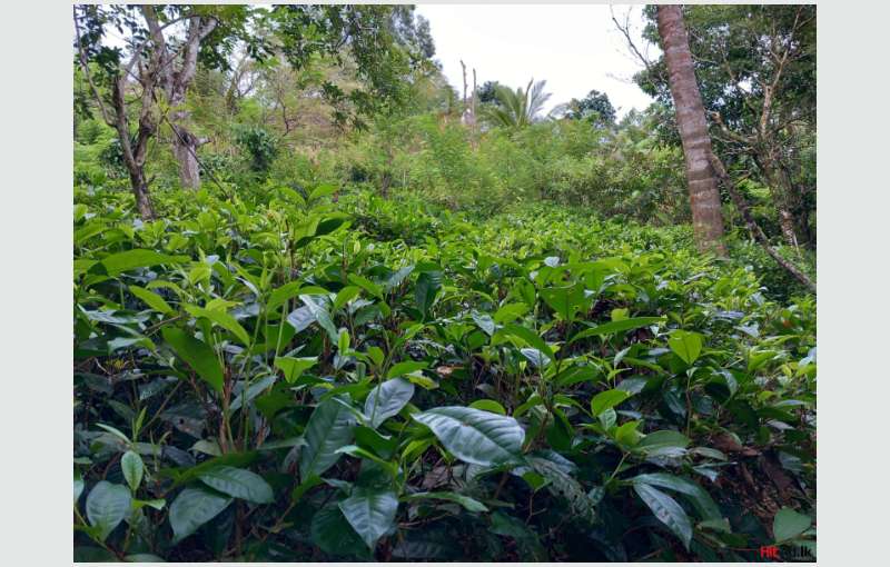 7 Acres Tea / Coconut Land For Sale 