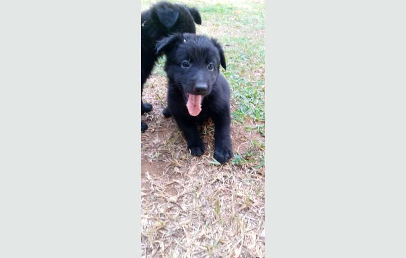 Lion Shepherd Puppies for sale 