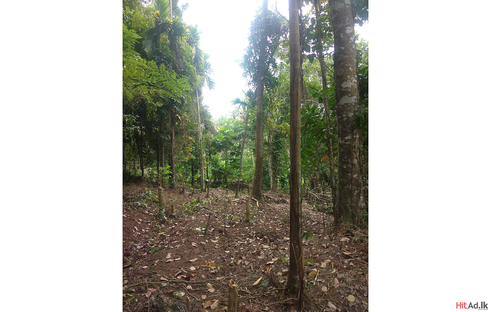 Kandy Land for Sale Property Lands HitAd.lk