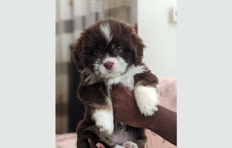 Shih Tzu Puppies