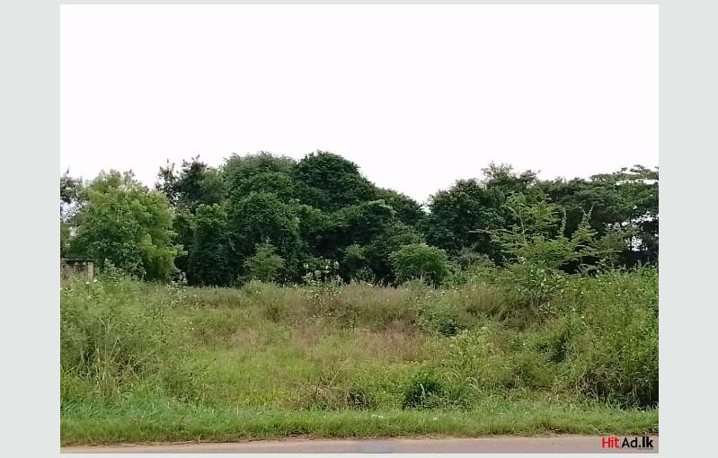 Anuradhapura Land For Sale 