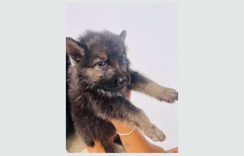 Long Coat Lion German Shepherd Puppies