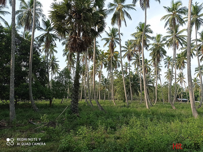 18.5 acres coconut land in Kudurippuwa