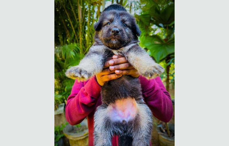 German Shepherd Long Coat Puppies 