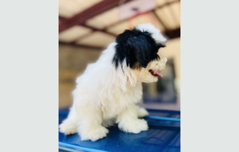 Shihtzu Puppies