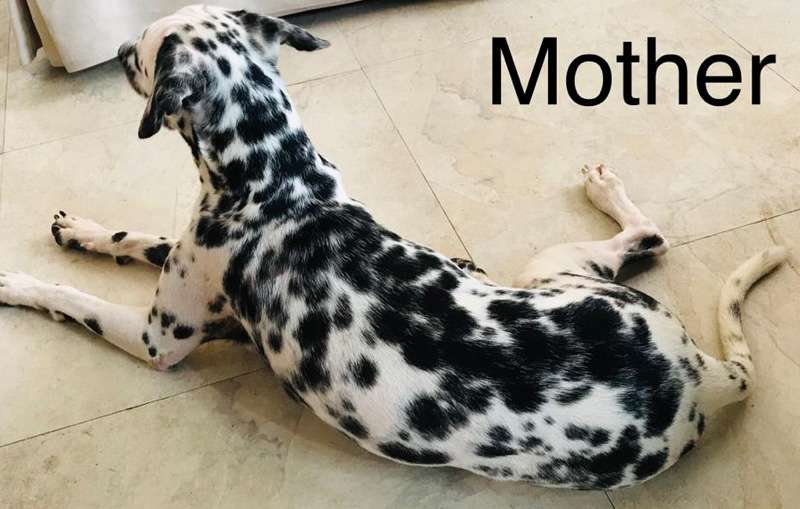 Dalmatian puppies for sale