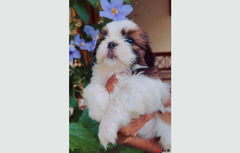 Shih Tzu Puppies 