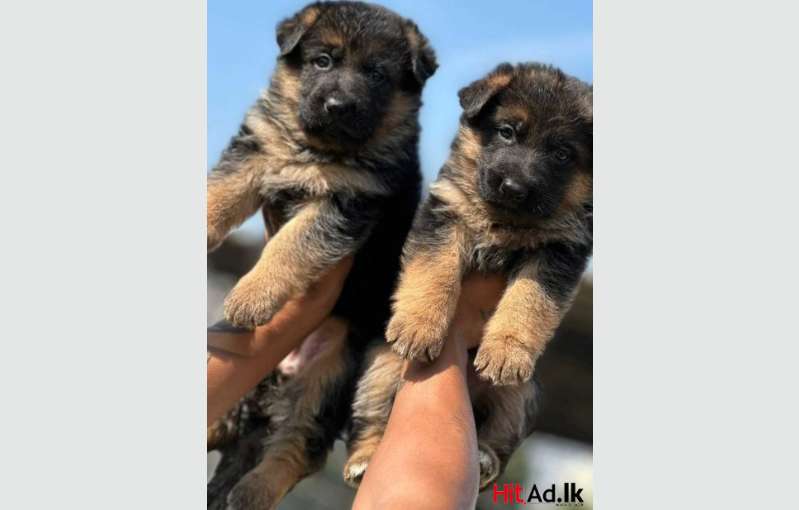 German Shepherd Double Coat Puppies For Sale!