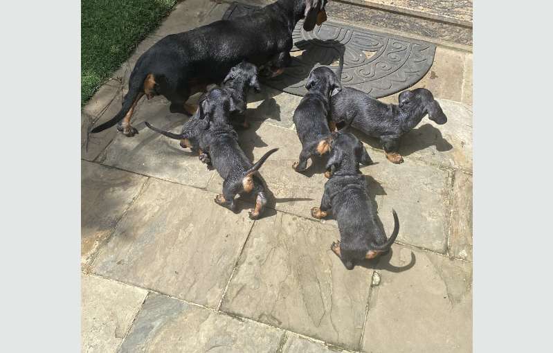 Dachshund Puppies For Sale 