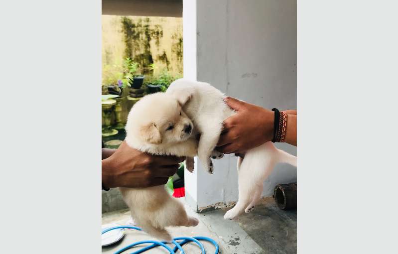 Pomeranian Cross Puppies For Sale