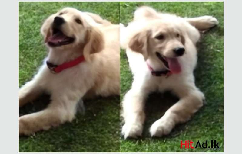 Golden Retriever Grown Up Puppy For Sale Nugegoda Colombo Sri Lanka