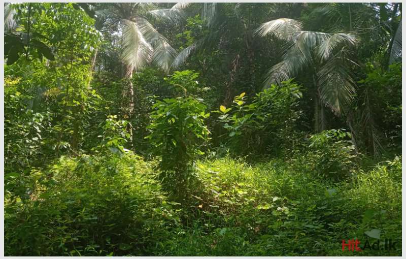 Pugoda  Land for sale