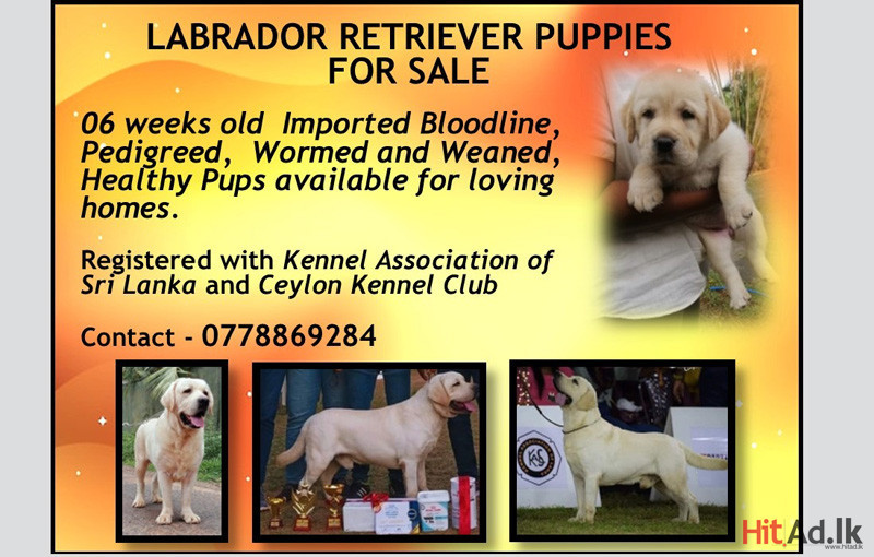 Labrador Retriever Puppies for sale