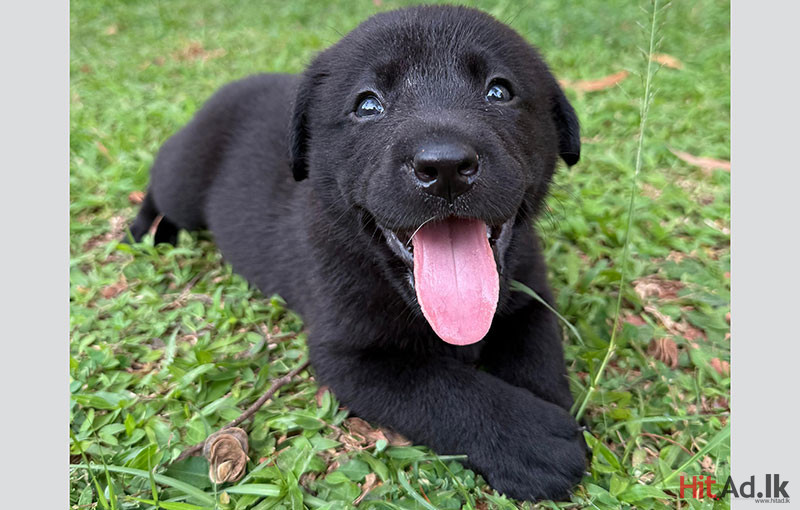 Labrador Retriever Puppies Available