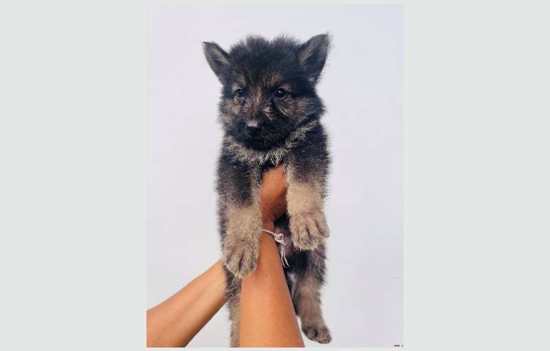 Long Coat Lion German Shepherd Puppies