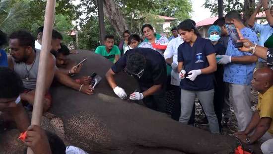 Elephant Sita transferred to Kandy