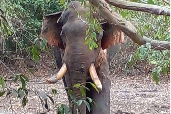 Wild elephants in Sigiriya cause havoc