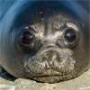 Bird flu kills more than 75% of baby seals on remote Australian island, study finds