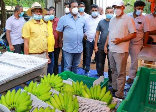 Local ‘Ambul’ bananas to be exported for first time