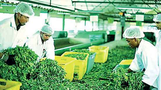 November tea exports decline by 6.4% YoY