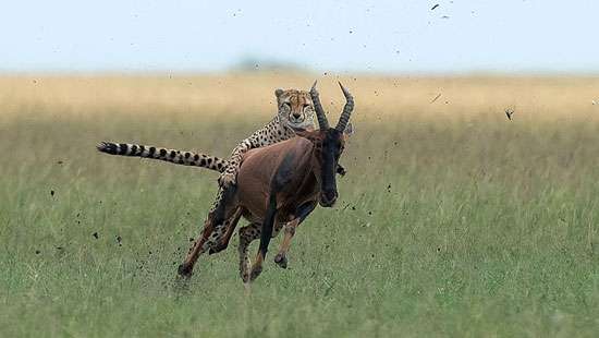 Yeehah cheetah!