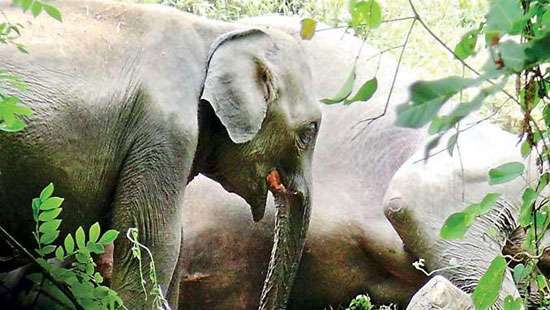 Around 350 elephant deaths reported so far