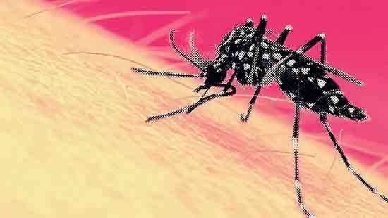 Schools emerge as dengue hotspots nationwide