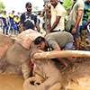 Independent probe into tusker Kawanthissa’s death