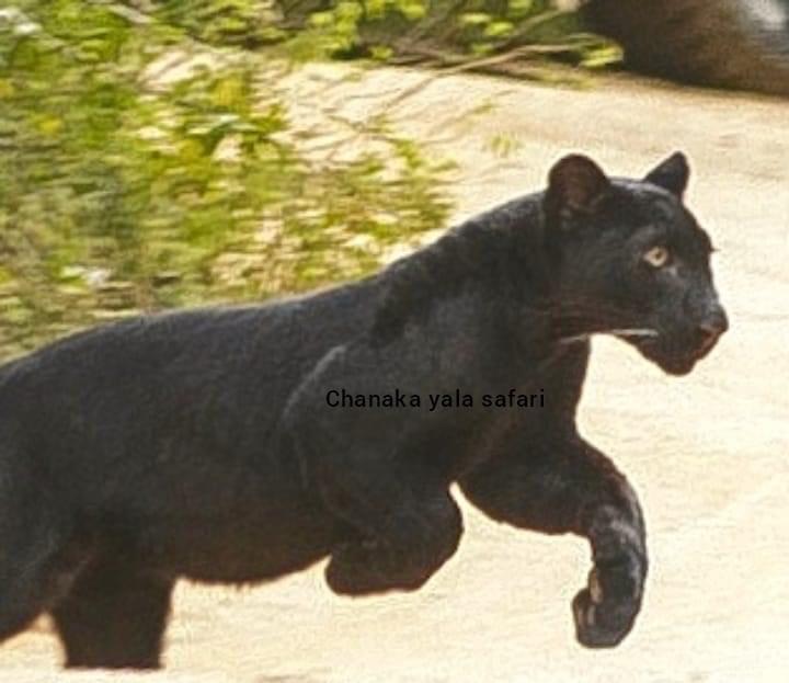 Rare black leopard captured on camera in Yala - Breaking News