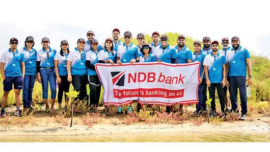 NDB Bank volunteers engage in Mangrove restoration