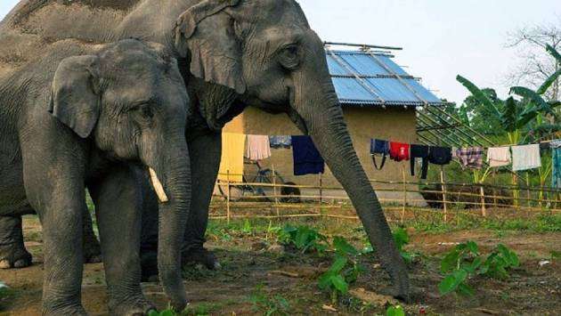 Govt aid for students affected by elephant intrusions