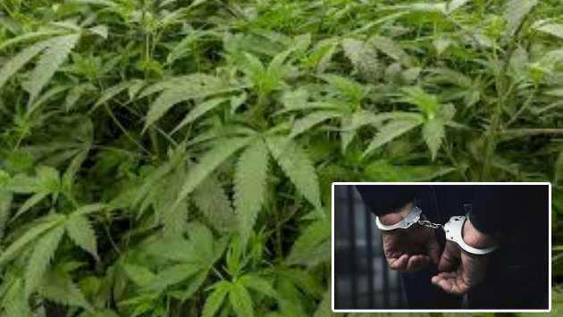 Belarusian national arrested for cultivating cannabis in Akmeemana