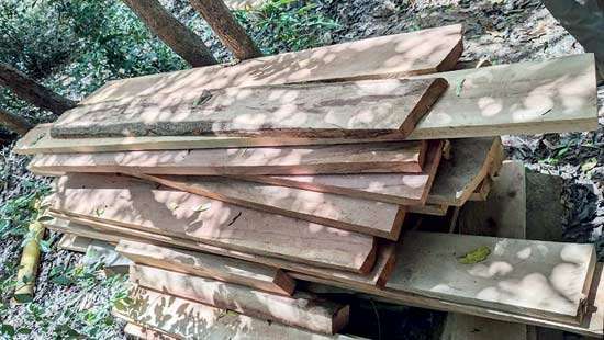 Are uniforms involved in the Wilpattu timber racket?