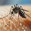 Dengue risk to remain high for next three weeks: Health Minister