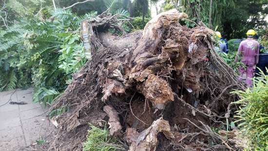 Falling tree kills Chief Security Officer of Dehiwala Zoo