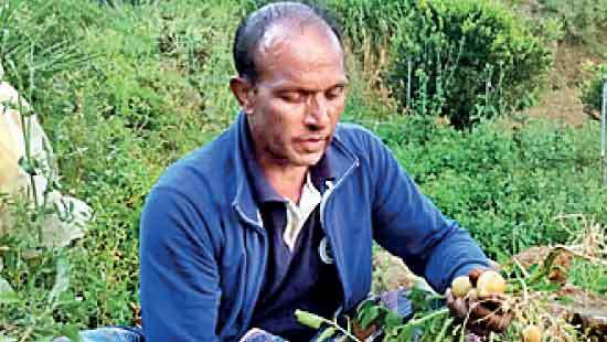 Hatton Potato farmers in a predicament