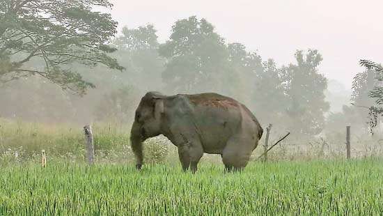 Injured elephant roams Mahaoya villages,  devastates crops