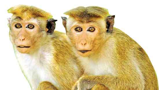 Loop contraceptives to prevent pregnancy in monkeys