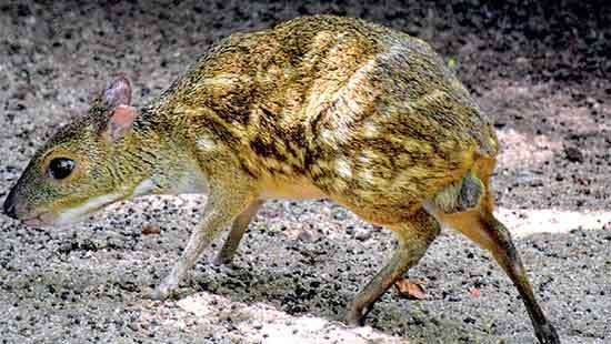 Mouse deer- Fairies of The Night Forest Floor