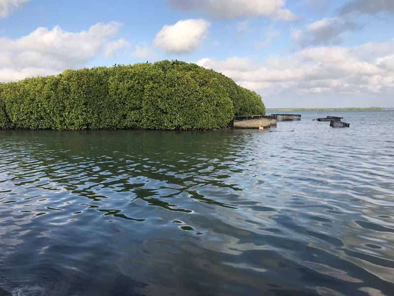 Arinma Holdings and Green Movement Sri Lanka spearhead mangrove conservation project in Kalpitiya