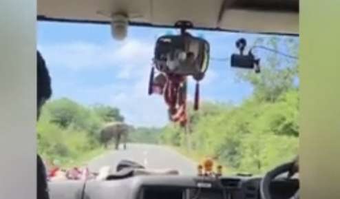 Wild elephant searching for food blocks tourist vehicle