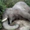 Another tusker found dead