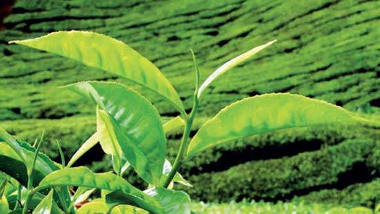 Colombo Tea Auction sees 5.39 MnKgs on offer this week