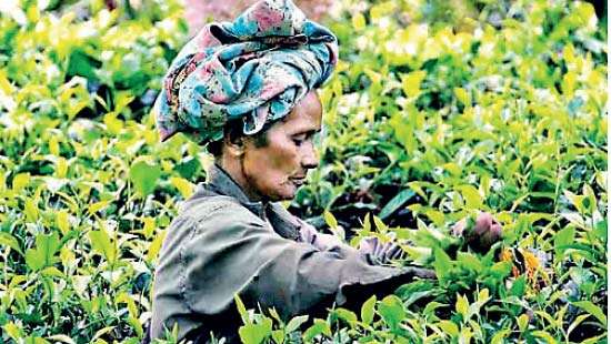 Tea auction sees selective buying this week as volumes shrink