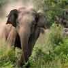 Wild elephants kill two in Kalmuna, Kebithigollewa