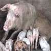 Over 1,000 pigs in livestock farms die