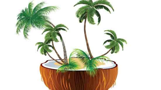 Coconut harvest to drop further this year, imports to continue
