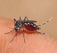 Dengue on the rise, 74 deaths so far this year