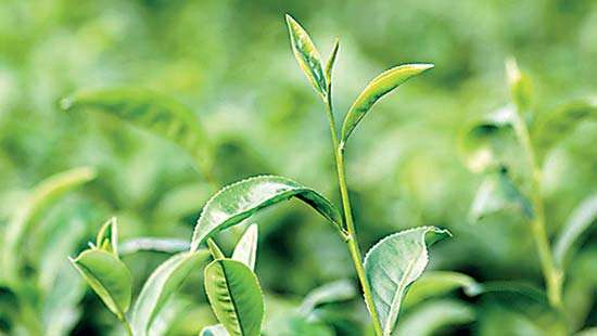 Tea Auction sees stronger demand for better grades